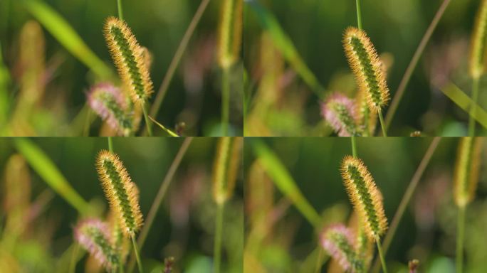 4k逆光狗尾草阳光透过花草温馨特写