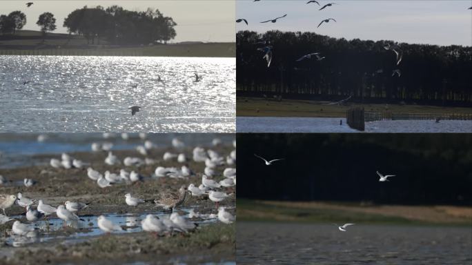 4k-初春湿地-海鸥