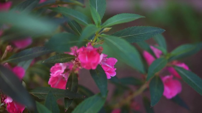 指甲草花 凤仙花 指甲花