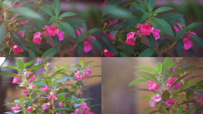 指甲草花 凤仙花 指甲花