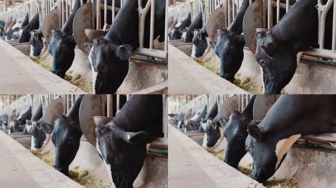 一群奶牛在牛奶生产农场吃东西