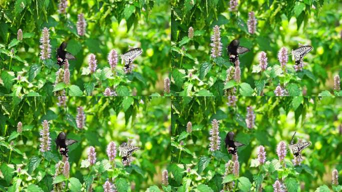 黑凤尾蝶慢镜头花园中飞舞