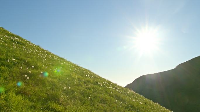 斯洛莫山草地上开满了水仙花