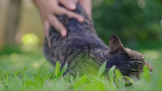 灰色虎斑猫被hooman全身按摩兴奋不已