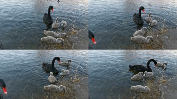 黑天鹅和小天鹅在池塘觅食的视频