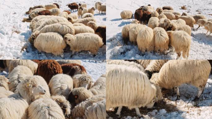 养羊。牧羊人和羊群在积雪覆盖的山地牧场上吃草。传统的畜牧业和牧场农业。5个夹子。