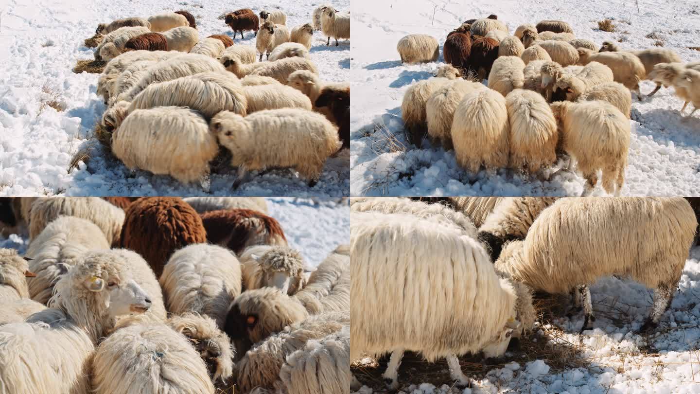 养羊。牧羊人和羊群在积雪覆盖的山地牧场上吃草。传统的畜牧业和牧场农业。5个夹子。