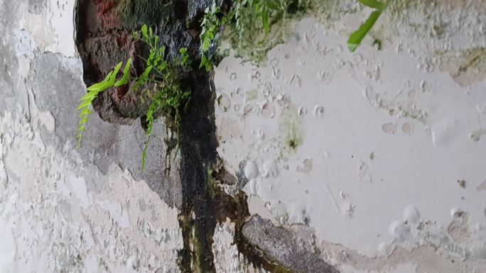 渗水的墙，都长出绿色植物了