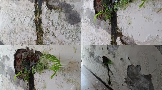 渗水的墙，都长出绿色植物了
