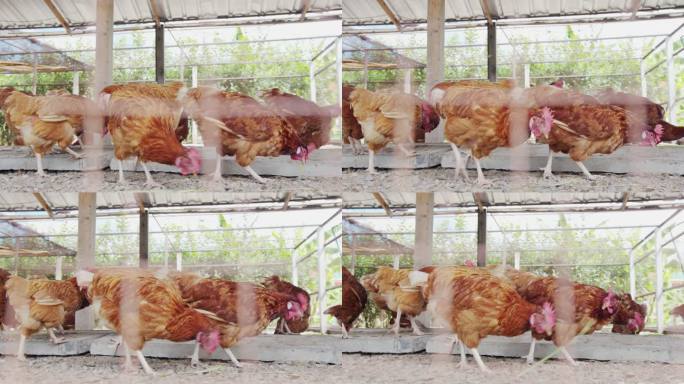 鸡蛋母鸡正在农场里吃东西。动物性食品