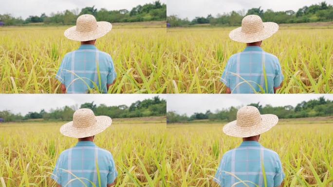 农民伯伯在稻田背影