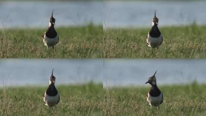 白俄罗斯繁殖季节的北拉比鸟（Vanellus Vanellus）