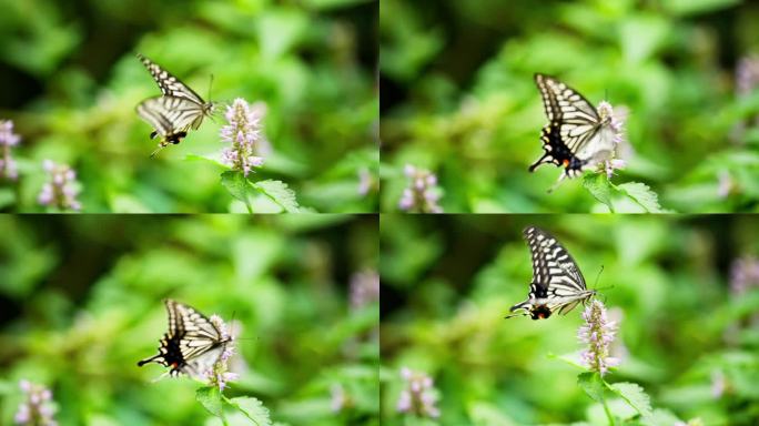 一只花蝴蝶在藿香花上飞舞采蜜慢镜头