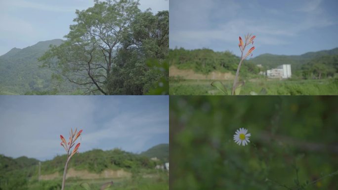 广东农村大山小菊花美人蕉