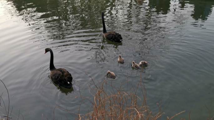 黑天鹅和它们的小天鹅在池塘里游泳的视频
