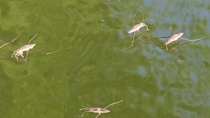 池塘 昆虫 水蚊子