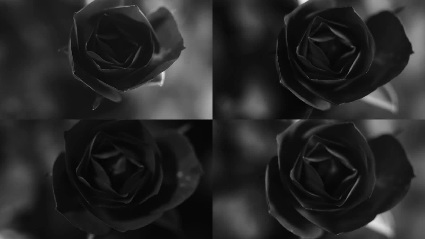 玫瑰花黑白