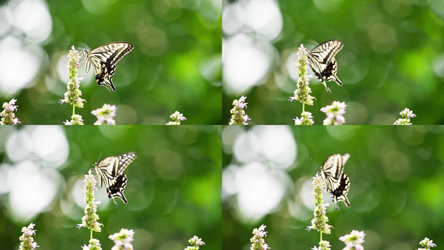 蝴蝶在藿香花上飞舞采蜜慢镜头