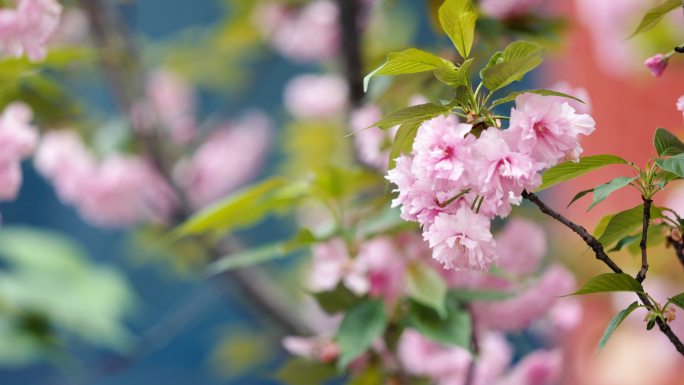 学校 花朵 美丽校园