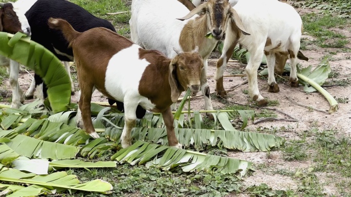 山羊农场用香蕉叶喂山羊