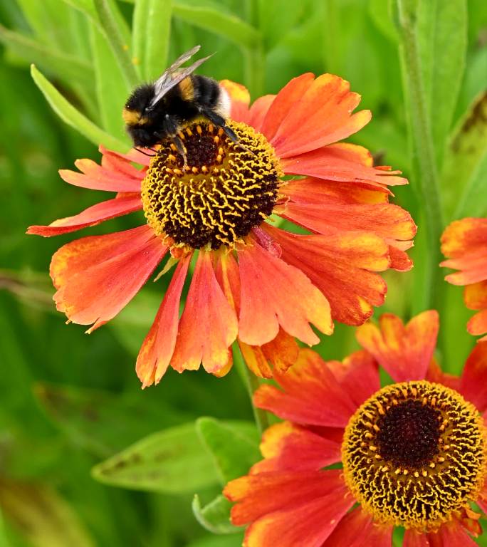 大黄蜂忙着从花上采集花粉