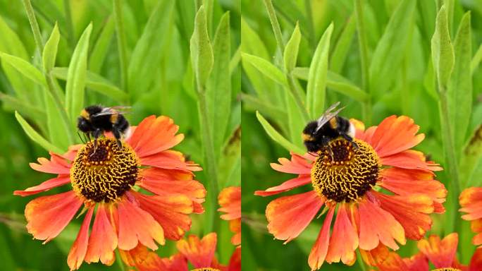 大黄蜂忙着从花上采集花粉