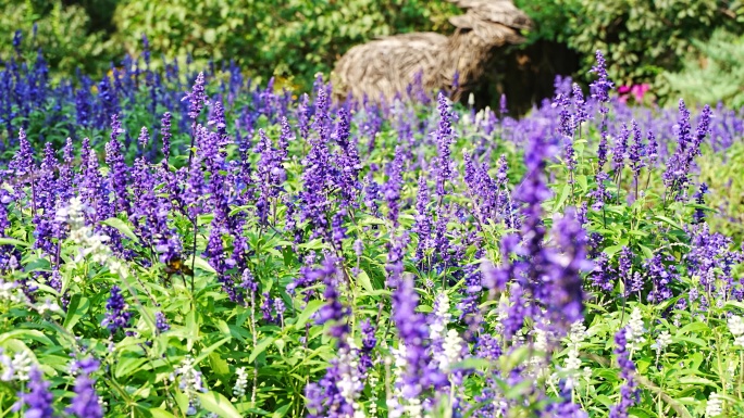 熊峰在紫色薰衣草花丛采蜜