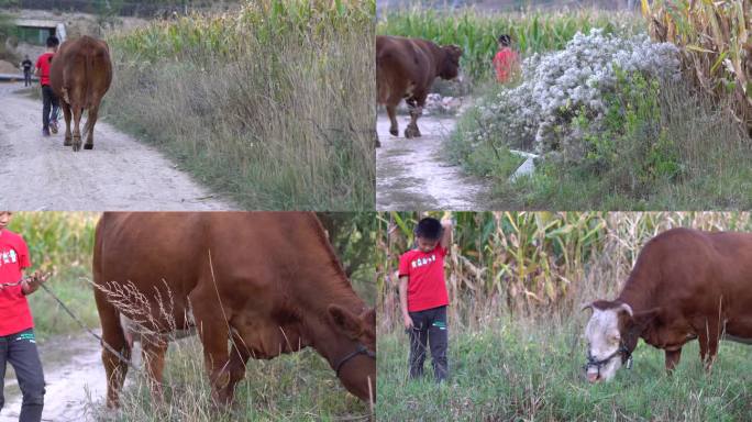 4lK 在农村田野放牛的小学生