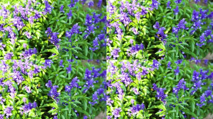 熊峰在紫色薰衣草花丛采蜜慢动作