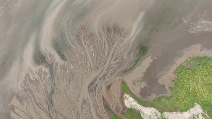 鄱阳湖之树航拍，自然的画笔