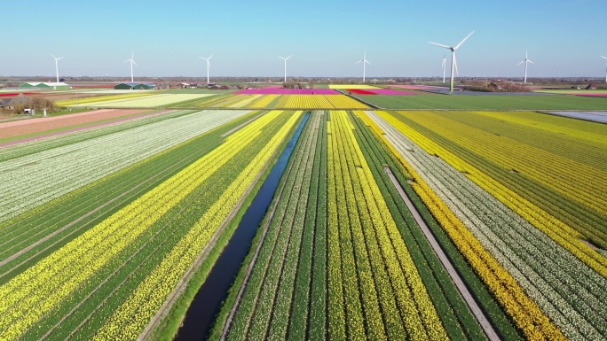 荷兰的风力发电和郁金香田