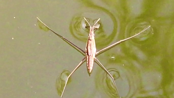池塘 昆虫 水黾