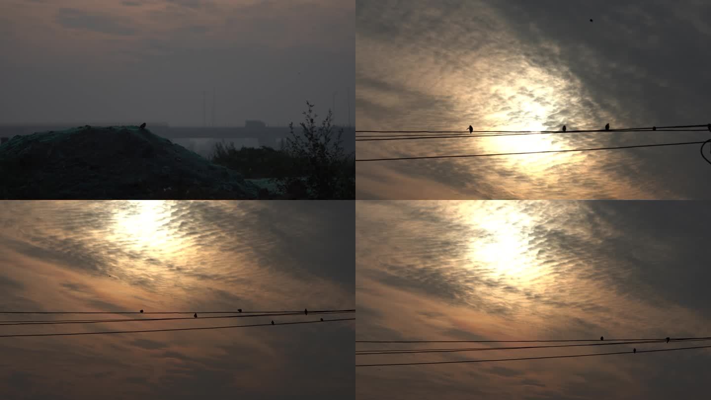 麻雀空镜头清晨放飞片头片尾宁静致远鸟群