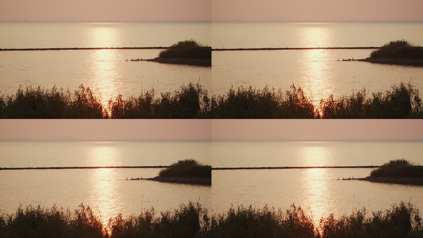 夕阳下的芦苇和湖面
