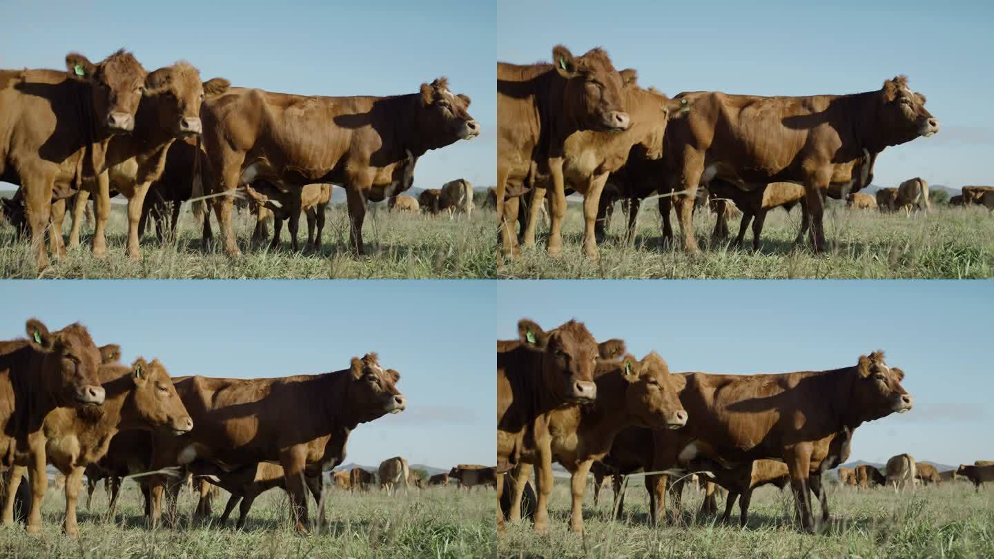 一群棕色草喂养的奶牛在农村的一个可持续农场上吃草。为自由放养、有机牛和乳品业饲养和养殖牲畜