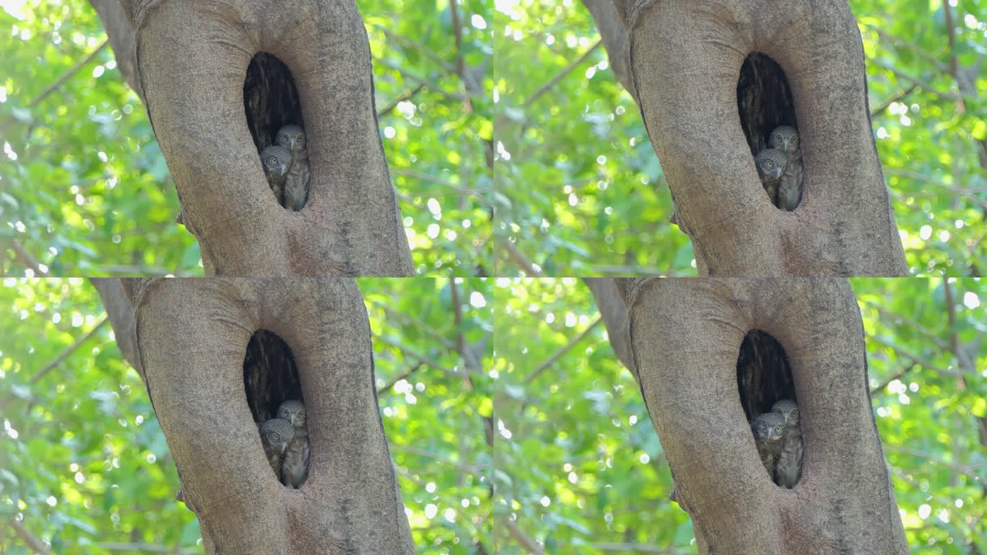 巢鸟中的斑点猫头鹰。