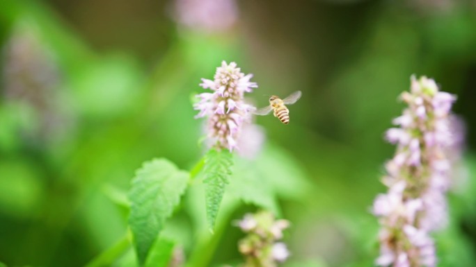 蜜蜂飞舞采蜜慢镜头