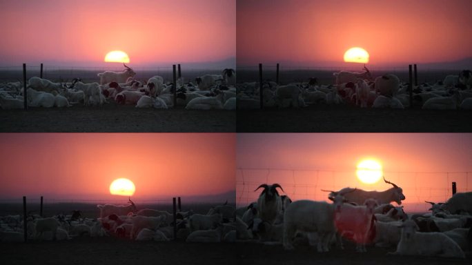 太阳下的羊群