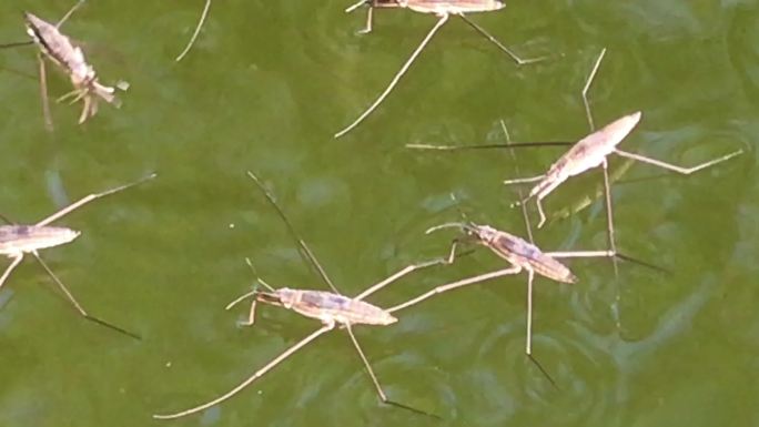 池塘 昆虫 水蜘蛛