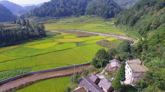 贵州山区农业 山地原生态种植水稻 迎燕村