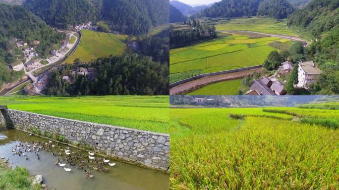 贵州山区农业 山地原生态种植水稻 迎燕村