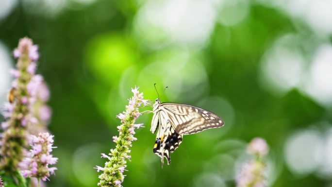 美丽自然绿色背景下蝴蝶采蜜煽动翅膀慢镜头