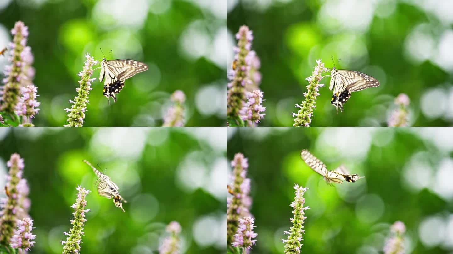 美丽自然绿色背景下蝴蝶采蜜煽动翅膀慢镜头