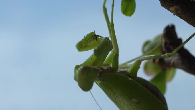 螳螂动作合集4k原创秋天昆虫微距