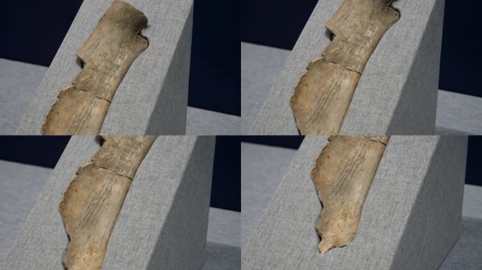 中国古代甲骨文骨头化石研究