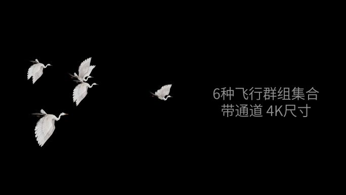 白鹭群鸟多视觉飞行集锦_带通道_4K