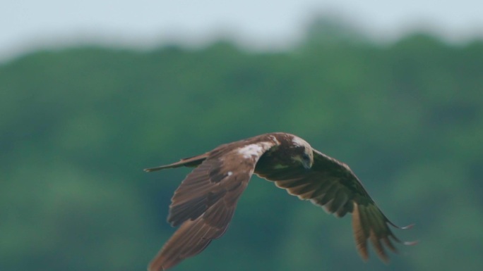 鸟-西部沼泽鹞（Circus aeruginosus）在多云的夏季傍晚飞行。