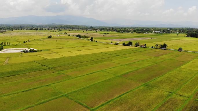 泰国大片的绿色农田