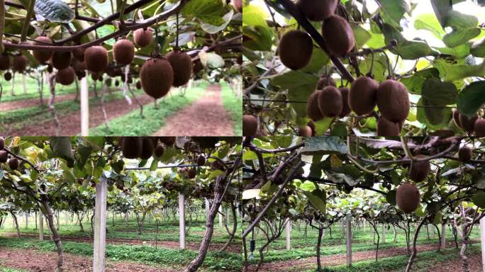 猕猴桃种植基地、奇异果