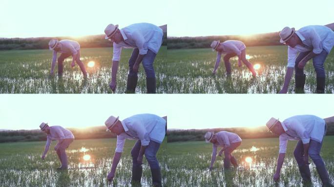 日落时分，两名男性农民在稻田除草时照料水稻